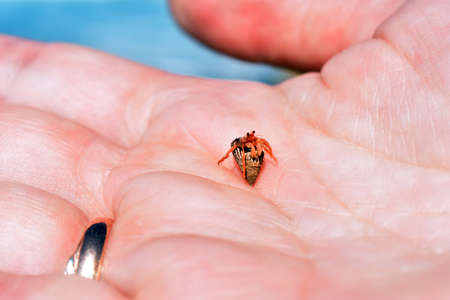 little crab in the palm of your handの写真素材