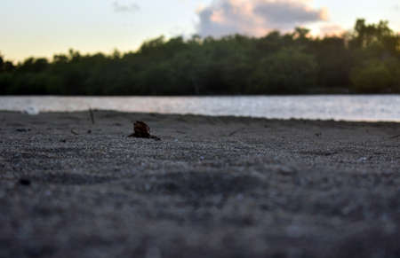 sandy beach on a small river