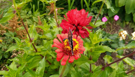 Butterfly sits on a flower in the garden
