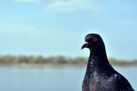 portrait of a pigeon against the background of a riverの写真素材