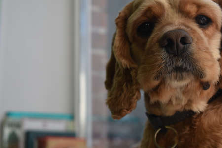 Portrait of a Cocker Spaniel Dog at Homeの写真素材