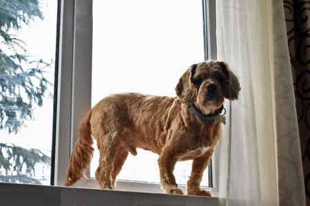 Portrait of a Cocker Spaniel Dog at Homeの写真素材