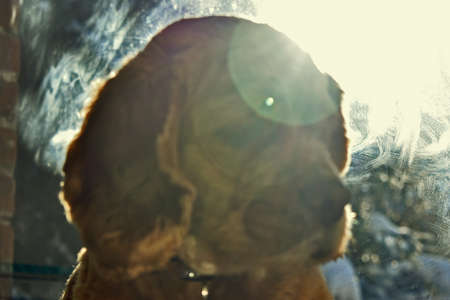 Portrait of a Cocker Spaniel Dog at Homeの写真素材