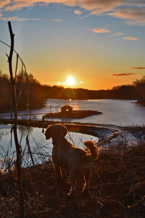 Dog meets dawn on the lakeの写真素材