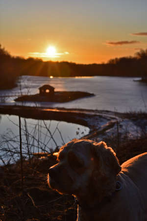 Dog meets dawn on the lakeの写真素材