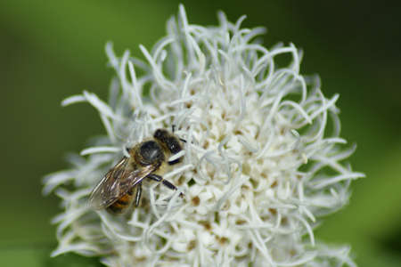 a wasp sits on a flower in the garden