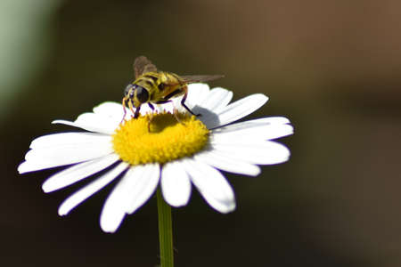 wasp sits on a daisy in the garden