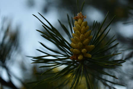beautiful cones on spruce branchesの写真素材