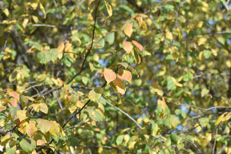background of green and yellow autumn leaves