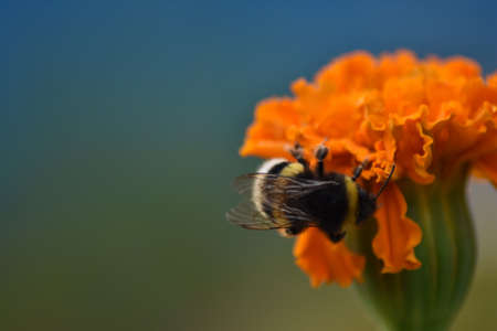 beautiful shaggy bee pollinates flower