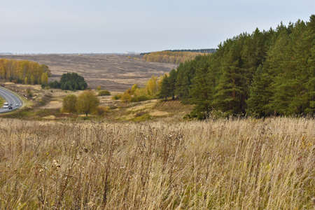 road through the forest and field in autumn