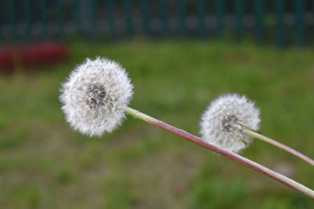 white dandelion flower in the garden