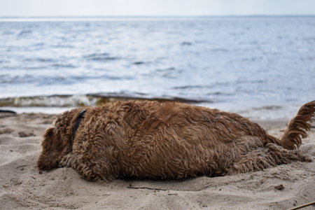 A dog walks along the riverbankの写真素材