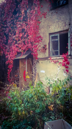 old house overgrown with wild grapesの写真素材