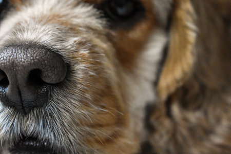 portrait of a dog cocker spaniel