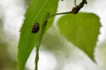 insects on a tree branch in the forest