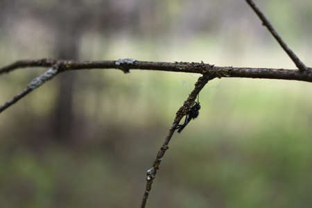 insects on a tree branch in the forestの写真素材