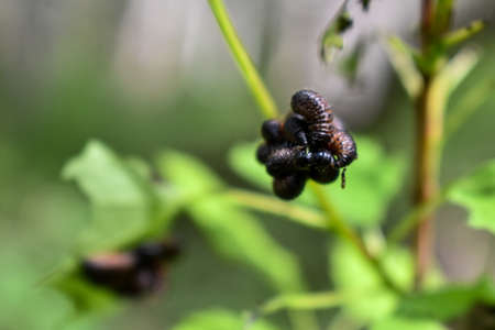 insects on a tree branch in the forestの写真素材