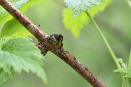insects on a tree branch in the forest