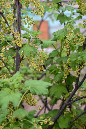 currant bushes in the gardenの写真素材