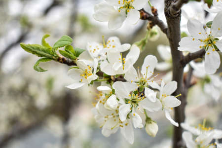apple blossoms in early springの写真素材