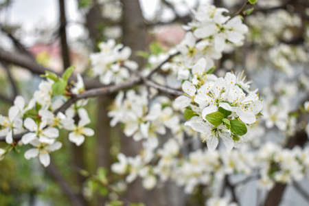 apple blossoms in early springの写真素材