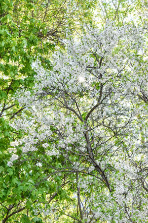 dawn in the spring flowering gardenの写真素材