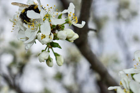 apple blossoms in early springの写真素材