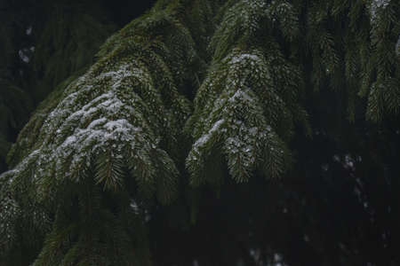 branches ate in white snowの写真素材