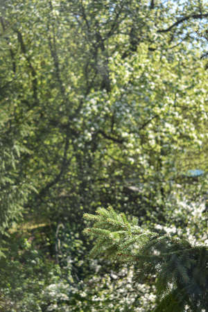 fluffy green spruce in the garden