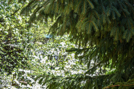 fluffy green spruce in the gardenの写真素材