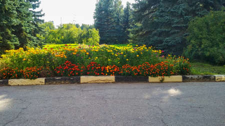 beautiful flowers grow in the garden