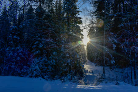 sun in the winter forest