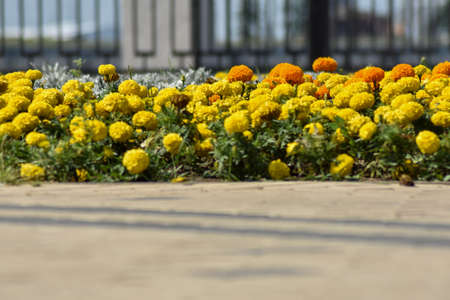beautiful delicate flowers grow in the gardenの写真素材
