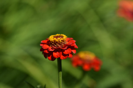 beautiful delicate flowers grow in the gardenの写真素材
