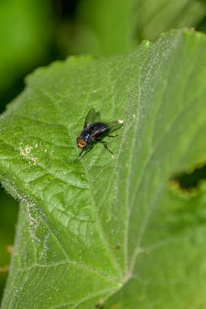 fly sits on a leaf of a flower