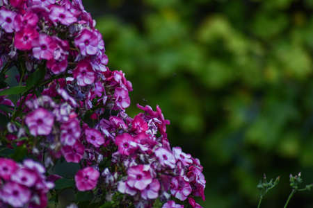 beautiful flower grows in summer gardenの写真素材