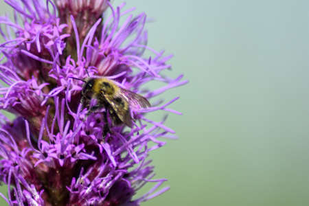 Bee pollinates flower in summer gardenの写真素材