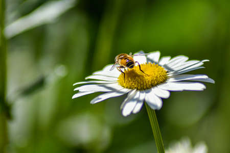 wasp sits on a daisy in the gardenの写真素材