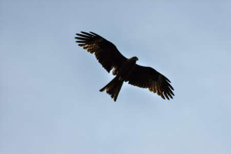 Eagle flies across the blue skyの写真素材