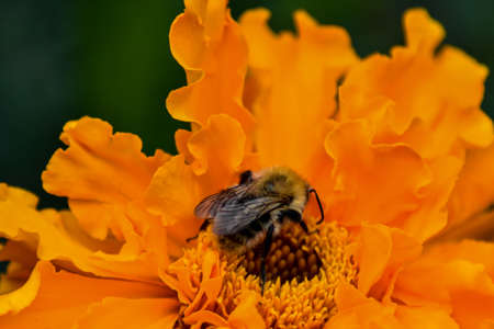 bee pollinates flower in gardenの写真素材