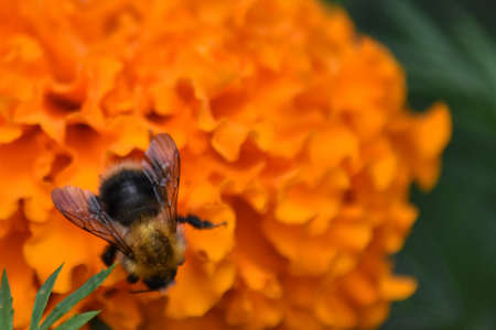 bee pollinates flower in gardenの写真素材