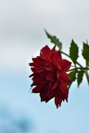 beautiful flowers grow in the summer gardenの写真素材