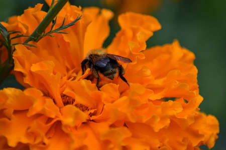 bee pollinates flower in garden