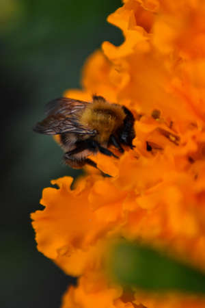 bee pollinates flower in garden