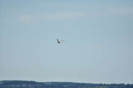 Seagull flies across the blue skyの写真素材
