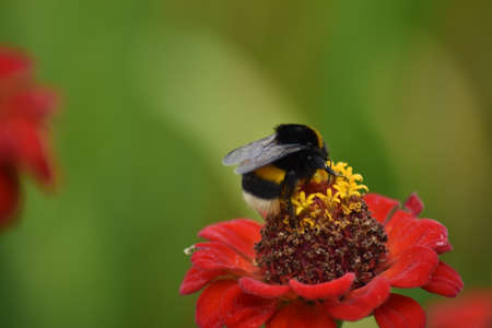 bee pollinates flower in gardenの写真素材