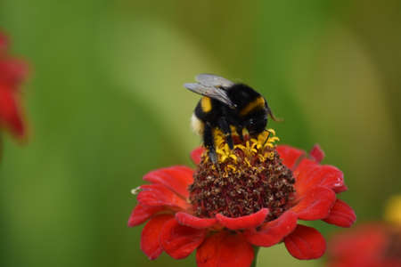 bee pollinates flower in gardenの写真素材