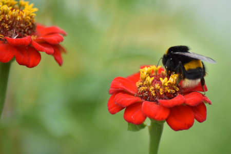 bee pollinates flower in gardenの写真素材