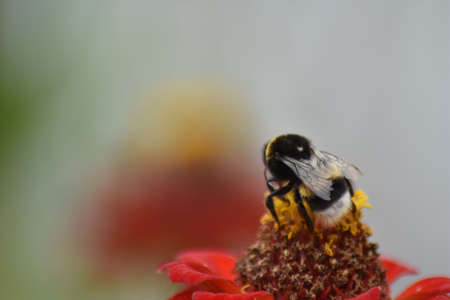 bee pollinates flower in garden